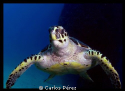 Hawksbill @ Crash Boat Beach Aguadilla Puerto Rico by Carlos Pérez 